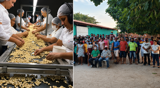 Comprar Castanha de Caju Direto do Produtor: Por Que Vale a Pena e Como Não Cair em Cilada