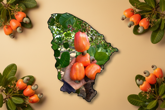 Ceará e o protagonismo na produção de castanha de caju no Brasil