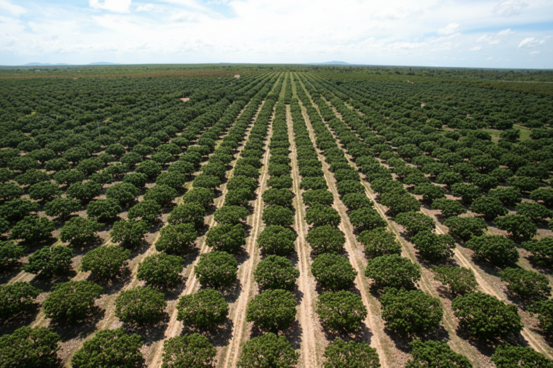 Cajueiro: a árvore que alimenta e protege o semiárido