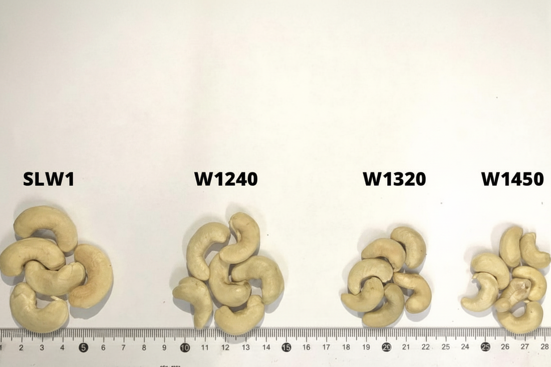 Comparação de calibres de castanha de caju: SLW1, W1240, W1320 e W1450 lado a lado.