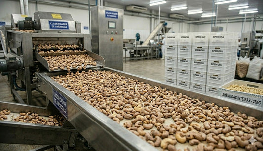 Processo de beneficiamento da castanha de caju - Suprema Caju